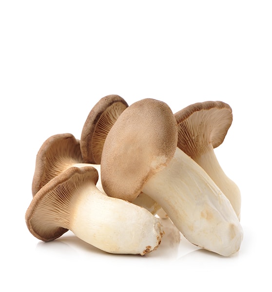 Mushroom